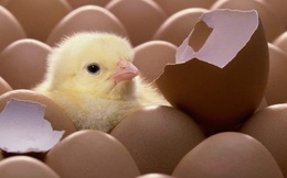 Chúng ta có nên cất trứng vào trong tủ lạnh?