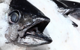 Cận cảnh hàng chục tấn cá ngừ cập bến Sa Huỳnh