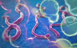 Giải đáp những câu hỏi phổ biến về virus ebola